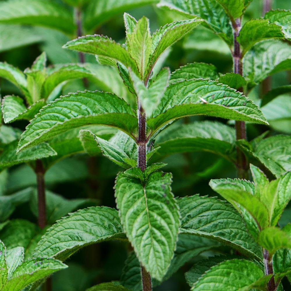 Peppermint-Plant