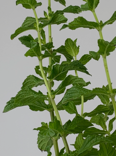 Mint Stalks